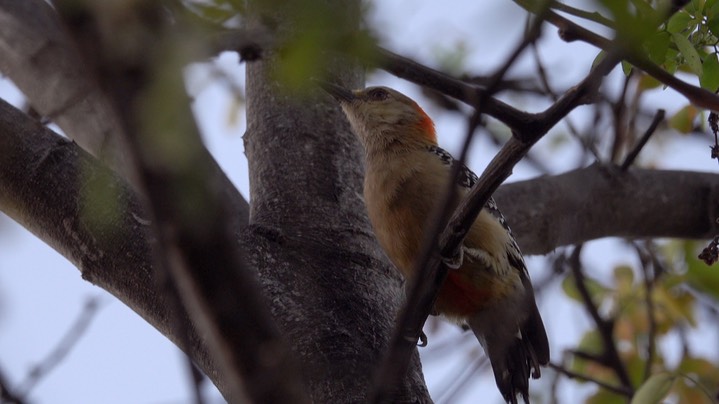 Woodpecker, Red-crowned (Colombia) 3