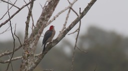 Woodpecker, Velazquez's 3