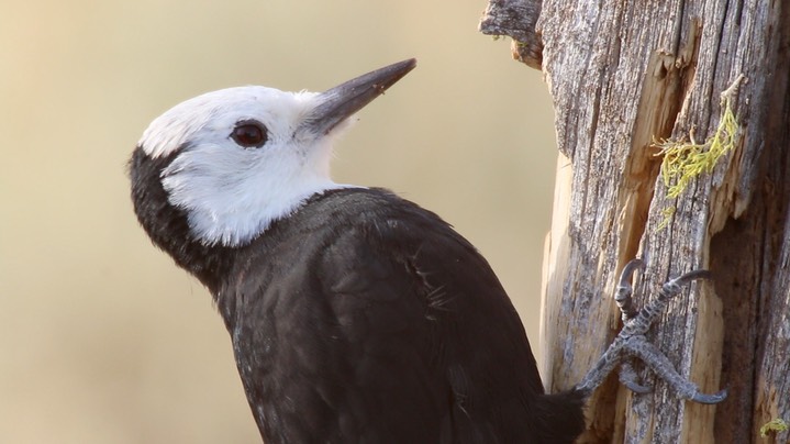 Woodpecker, White-headed (Oregon) 6