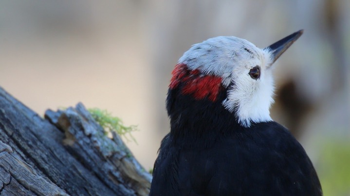 Woodpecker, White-headed (Oregon) 8