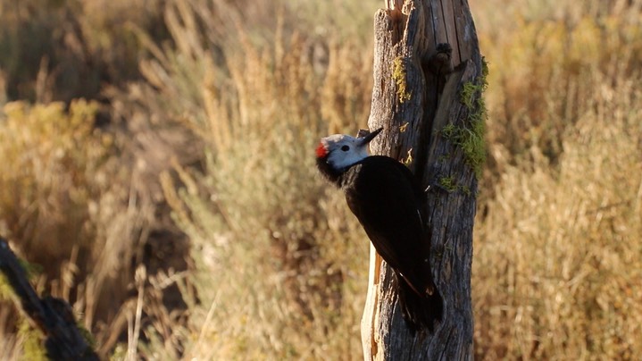 Woodpecker, White-headed (Oregon) 4