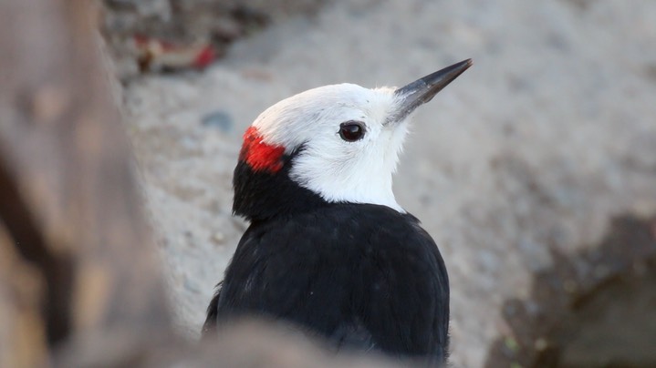 Woodpecker, White-headed (Oregon) 1