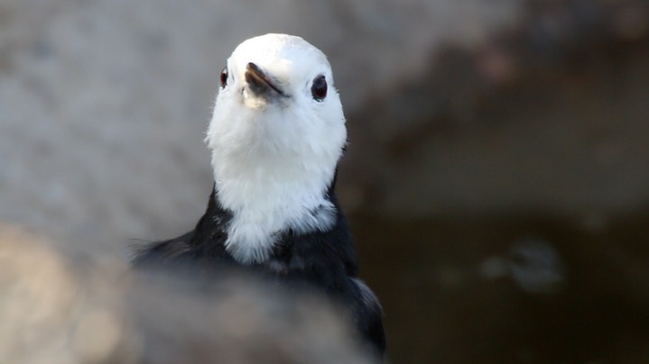 Woodpecker, White-headed (Oregon)