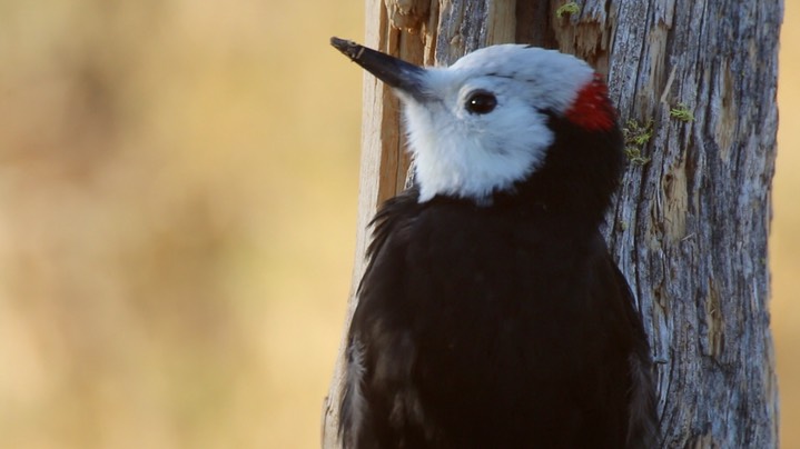 Woodpecker, White-headed (Oregon) 2