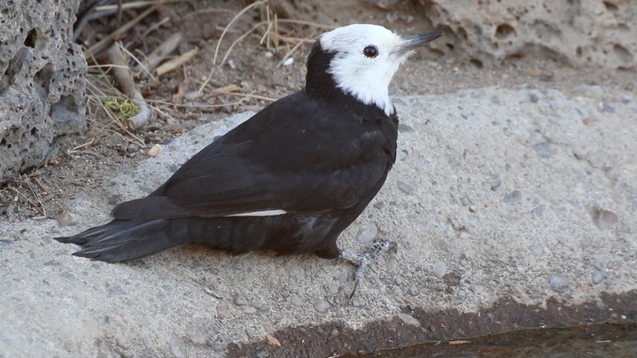 Woodpecker, White-headed (Oregon) 3