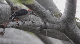 Woodpecker, Yucatan (Belize 2021) b