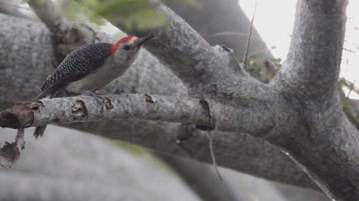 Woodpecker, Yucatan (Belize 2021) a