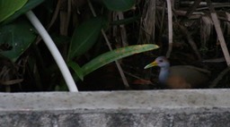 Woodrail, Grey-necked