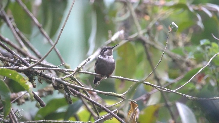 Woodstar, Purple-throated (Cerro Montezuma, Colombia) 1