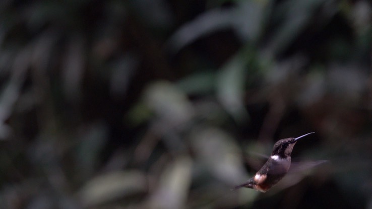 Woodstar, Purple-throated (Cerro Montezuma, Colombia) 2