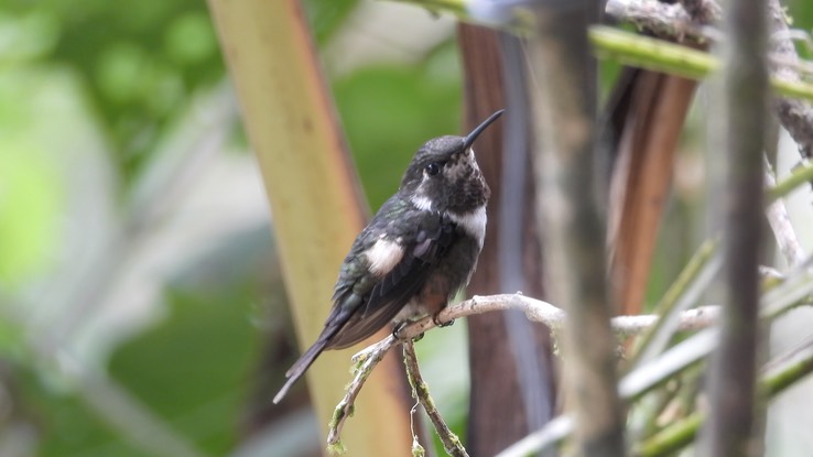 Woodstar, Purple-throated (Cerro Montezuma, Colombia) 6