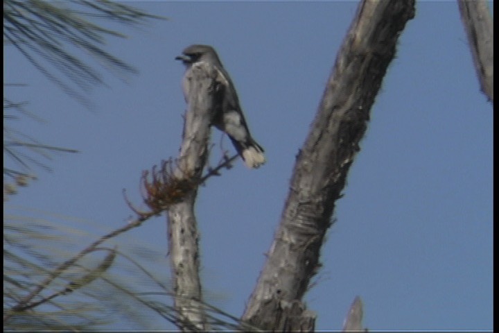 Woodswallow, Black-faced 1