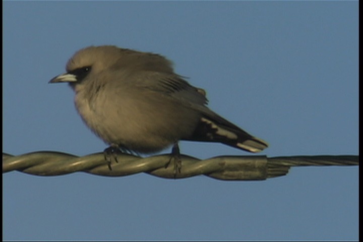 Woodswallow, Black-faced 2