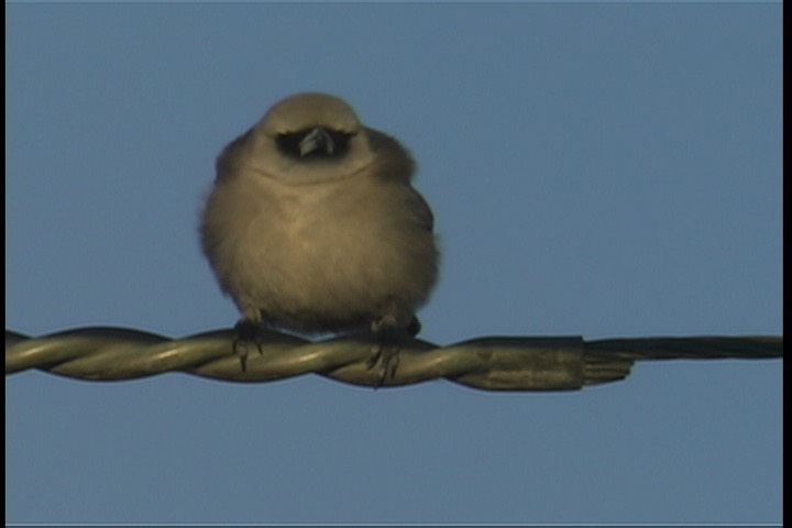 Woodswallow, Black-faced 3