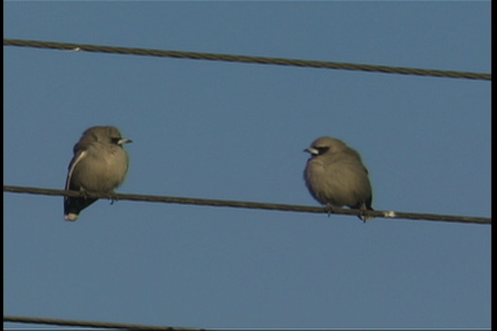 Woodswallow, Black-faced 4