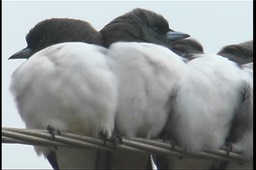 Woodswallow, White-breasted 4