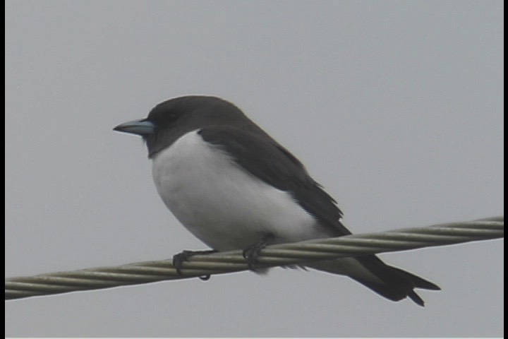 Woodswallow, White-breasted 2