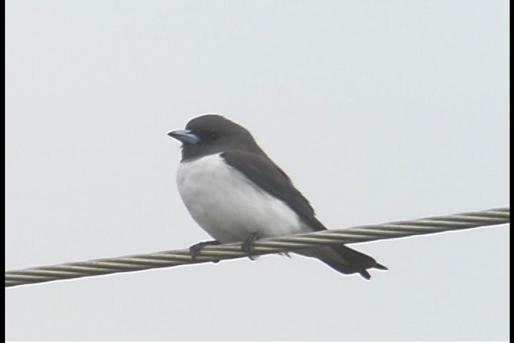 Woodswallow, White-breasted 1