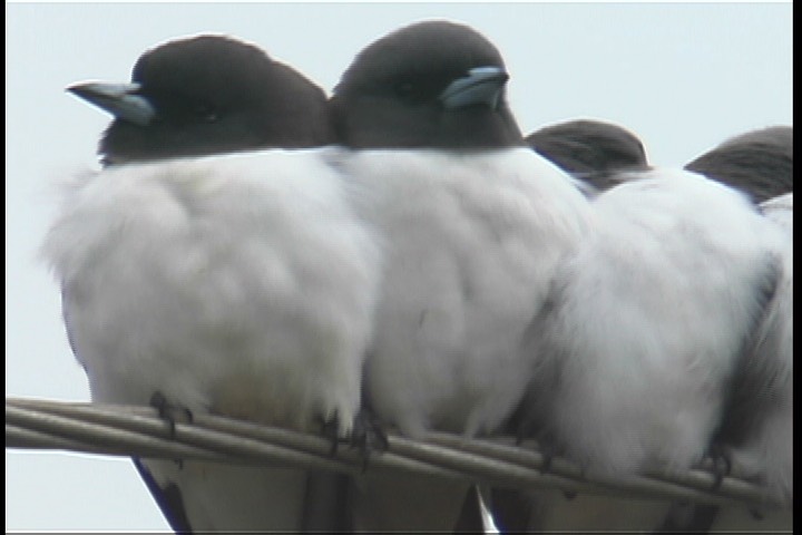 Woodswallow, White-breasted 5