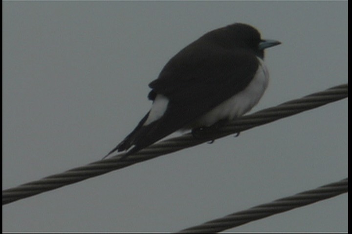 Woodswallow, White-breasted 6