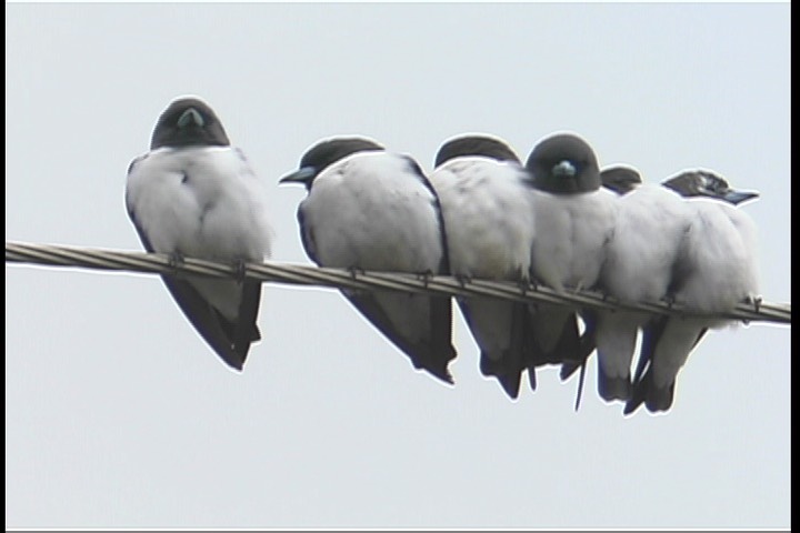 Woodswallow, Whte-breasted 3