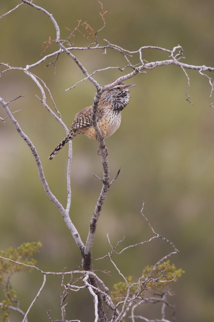 wren-cactus---campylorhynch_med