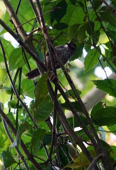 Wren, Spot-breasted - Pheugopedius maculipectus