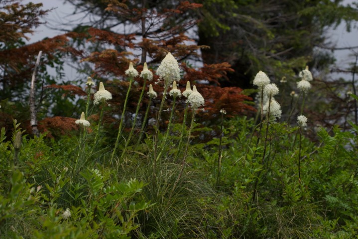 Xerophyllum tenax10