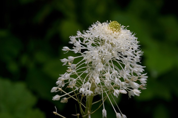 Xerophyllum tenax2