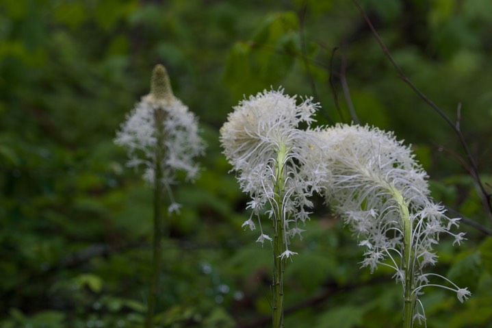 Xerophyllum tenax5