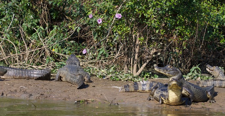 Yacare Caiman, Caiman yacare 2