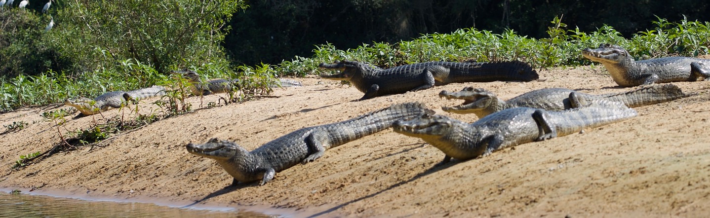 Yacare Caiman, Caiman yacare 3