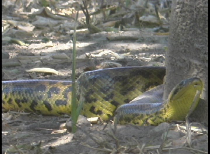 Yellow Anaconda 2