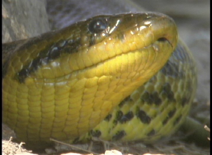 Yellow Anaconda