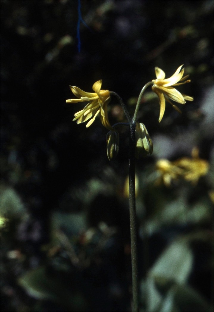 Yellow Clintonia626