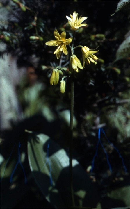 Yellow Clintonia634