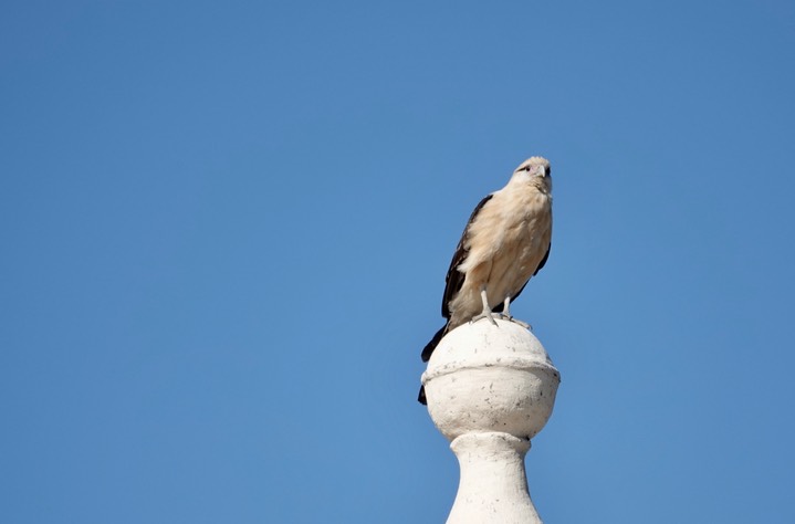 Yellow-headed Caracara, Milvago chimachima    1