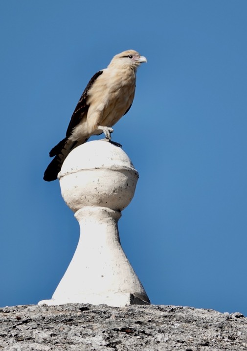 Yellow-headed Caracara, Milvago chimachima    2