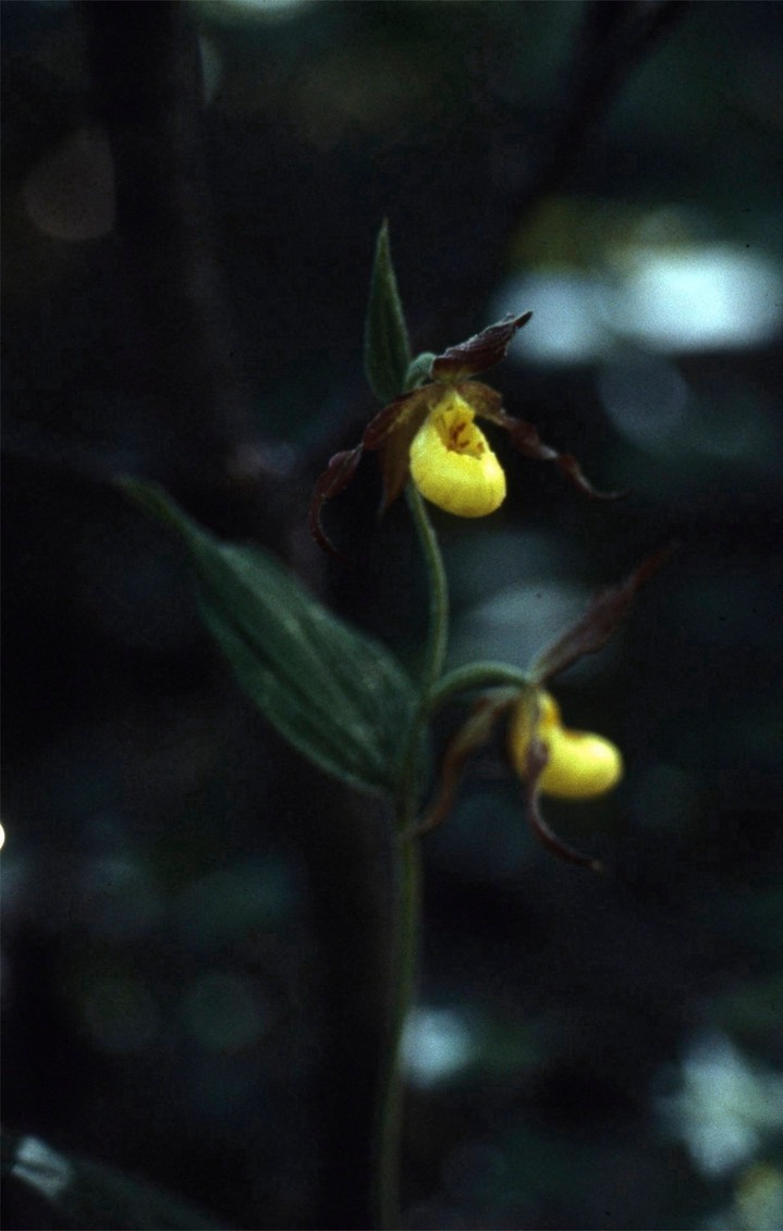 yellow lady slipper804