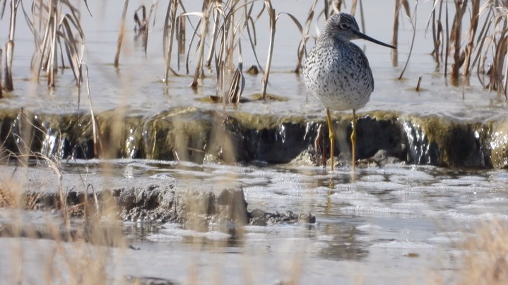 Yellowlegs, Greater - Kansas 2022 5