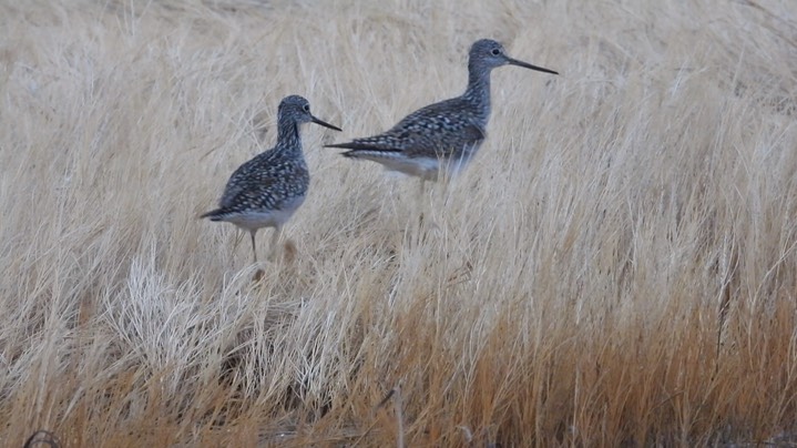 Yellowlegs, Greater - Kansas 2022 7