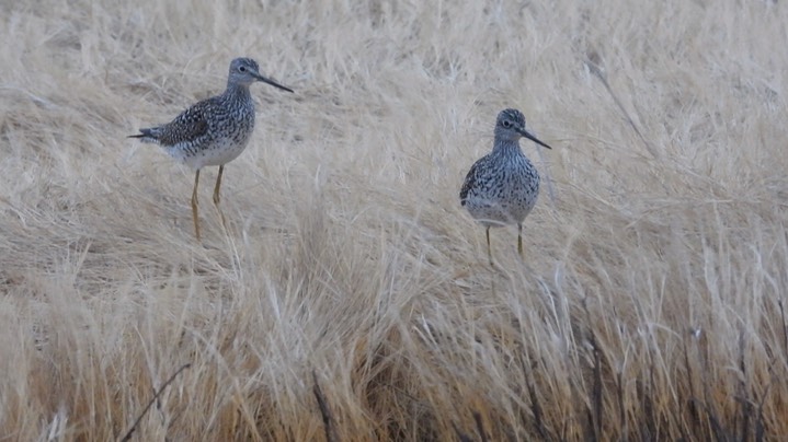 Yellowlegs, Greater - Kansas 2022 1