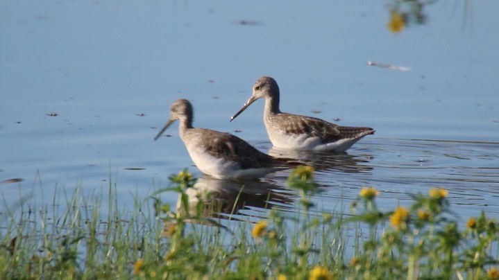 Yellowlegs, Greater (Washington)