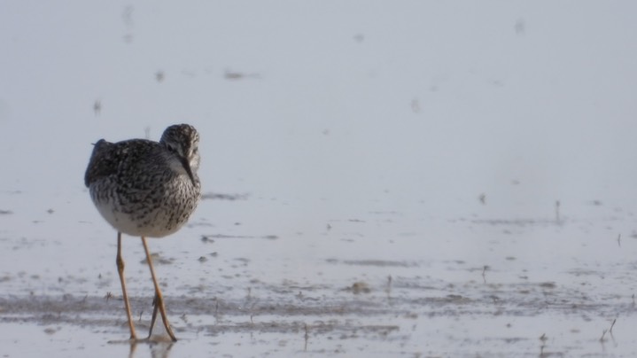 Yellowlegs, Lesser - Kansas 2022 2