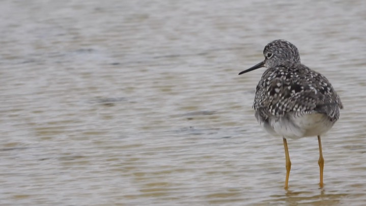 Yellowlegs, Lesser - Kansas 2022 3