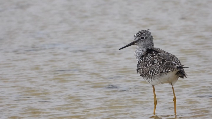 Yellowlegs, Lesser - Kansas 2022 5