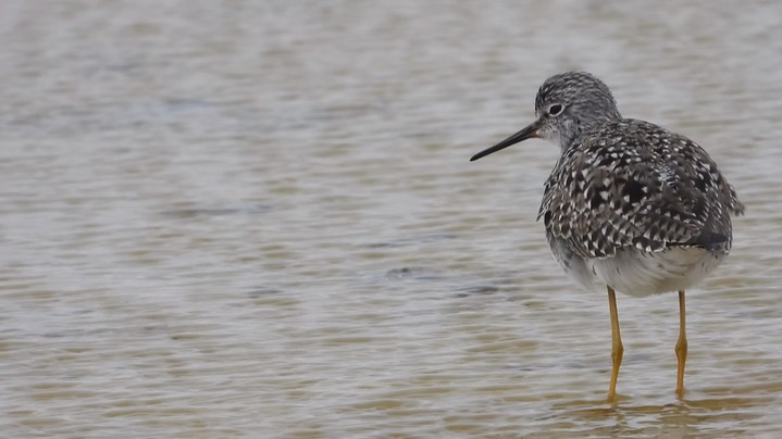 Yellowlegs, Lesser - Kansas 2022 4