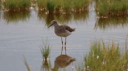 Yellowlegs, Lesser (Oregon) 1