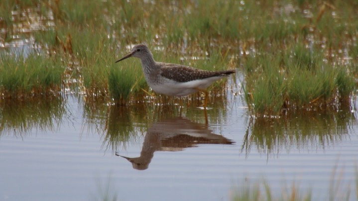 Yellowlegs, Lesser (Oregon)