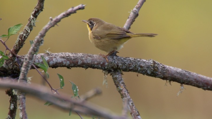 Yellowthroat, Common (Washington) 1